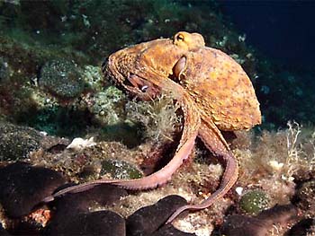 Chobotnice poben