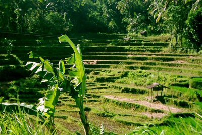 Rov polka, Tirta Gangga, Bali