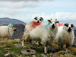 Ovce poznaen sprejem