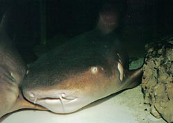 Žralok vouskatý (Ginglymostoma cirratum)