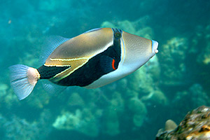 Thle ryb kaj humu-humu-nuku-nuku-apu'a, ryba, kter se vynouje a vydv zvuky jako prase (Rhinecanthus aculeatus, Ostenec trnit, Picasso Triggerfish)